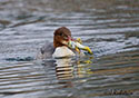 Mergus merganser